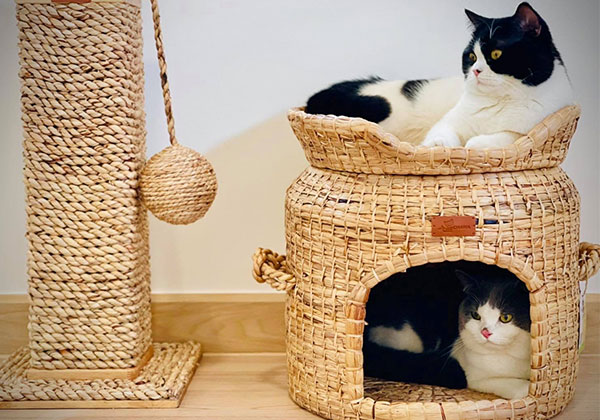 Love Your Pet and the Planet with Catchawa